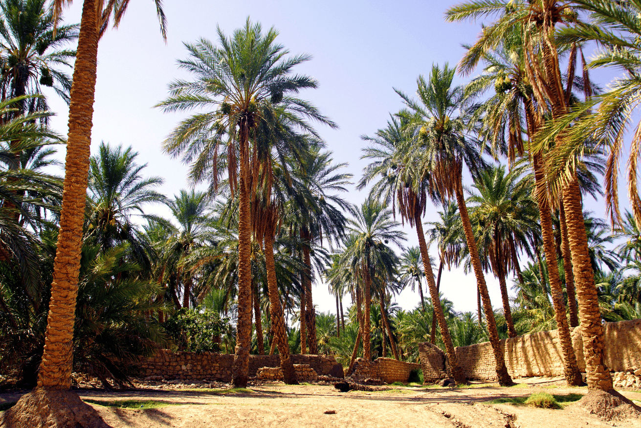 Photo de Palmiers, ville de Biskra, climat semi-Aride