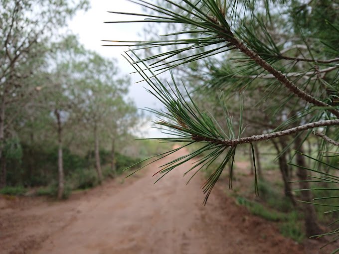 La Forêt de Canastel