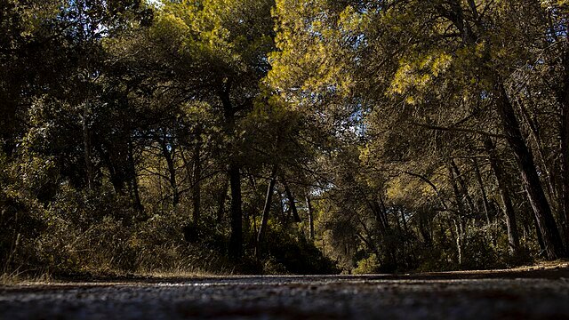 La Forêt et Reserve Naturelle de M'sila
