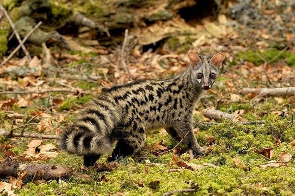 Genette observée dans la forêt de M'Sila
