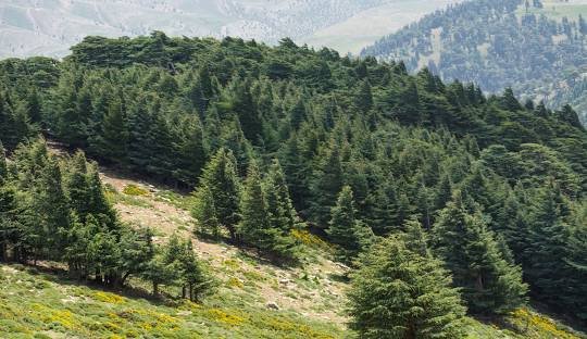 Forêt de Bouhmama (Chélia)