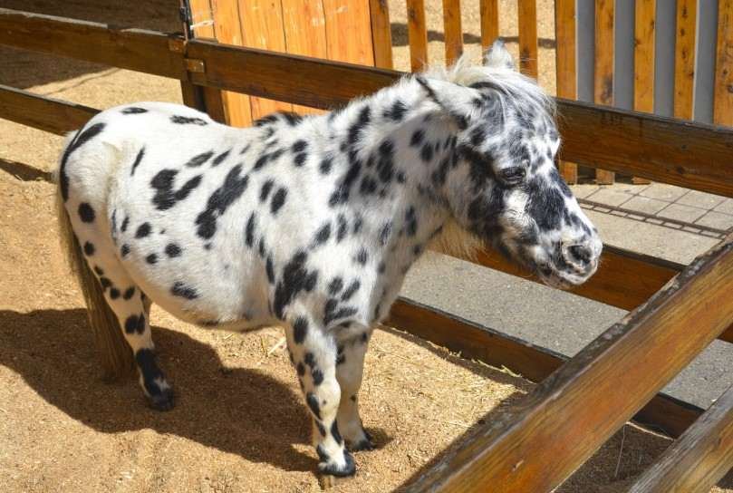 Balade à Poney au Club Equestre de Skikda