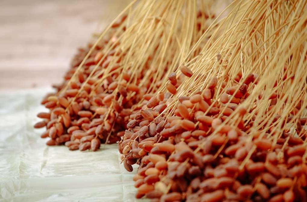 Le Marché des dattes de Biskra