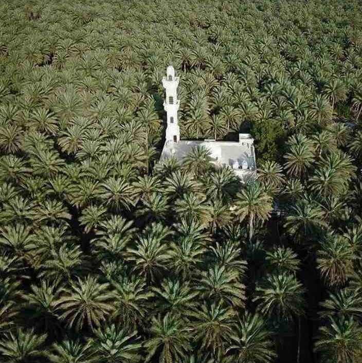 Les Palmeraies de Tolga