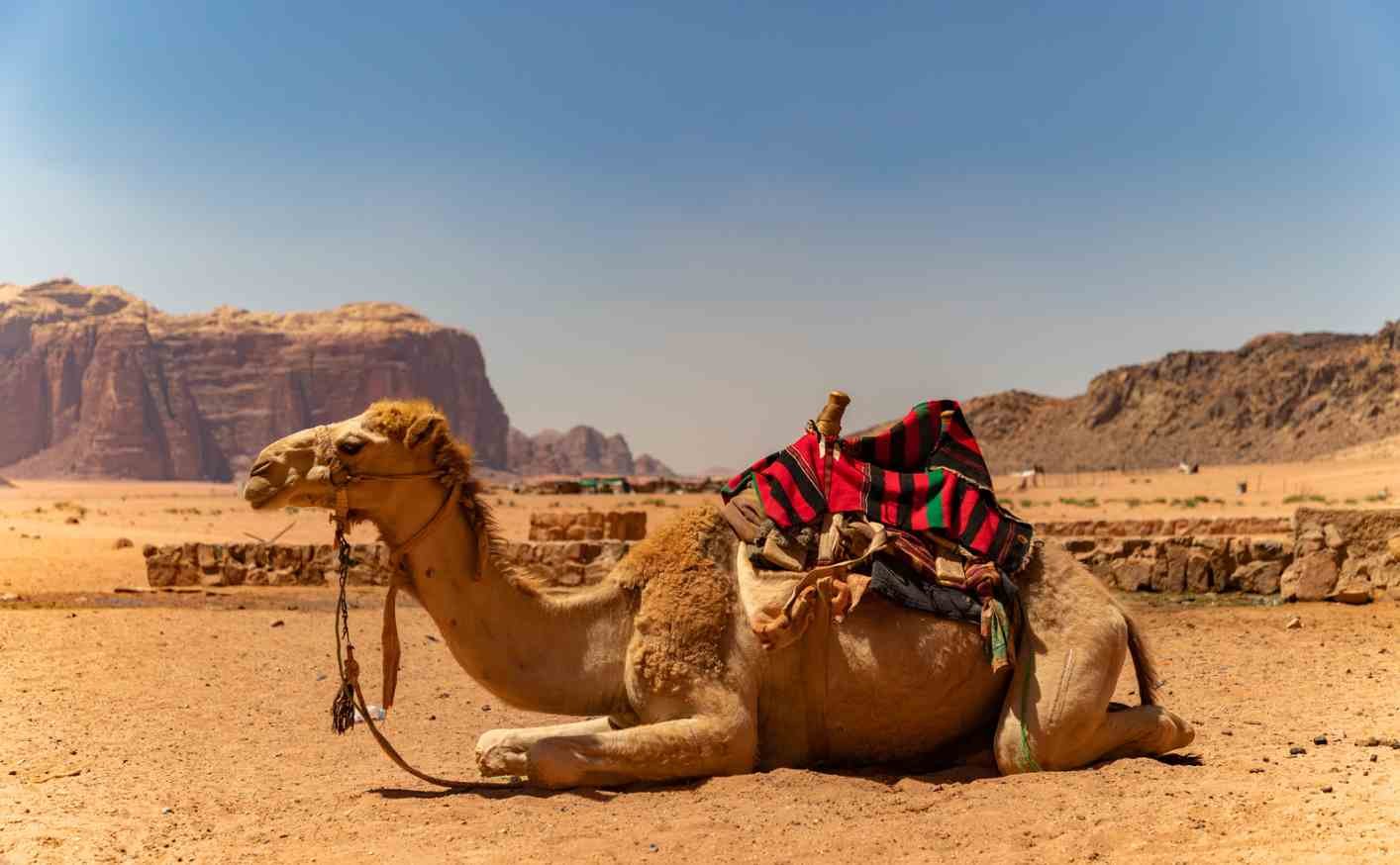 Promenade en Dromadaire
