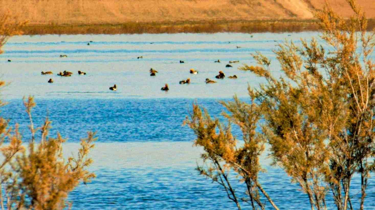 Dayet El Ferd - Zone classée