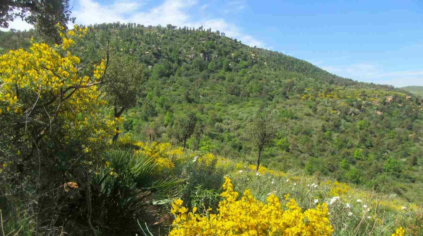 La Forêt de Zarifet