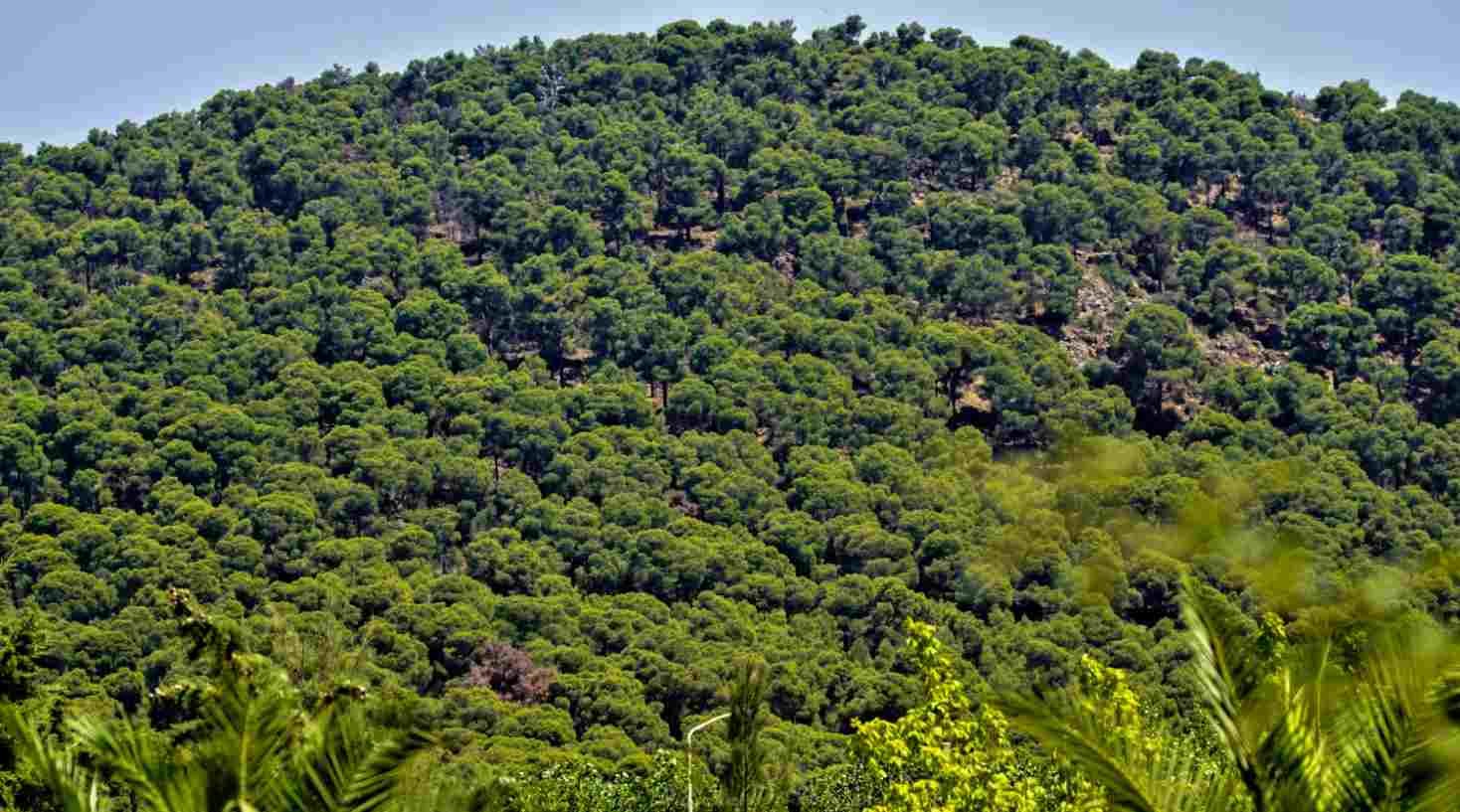 Le Parc National de Tlemcen
