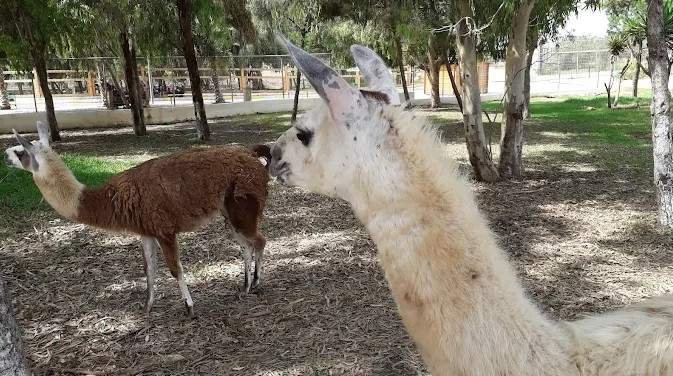 Le Parc Zoologique De Kharrouba