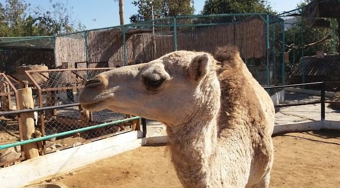 Zoo Mansourah Park's