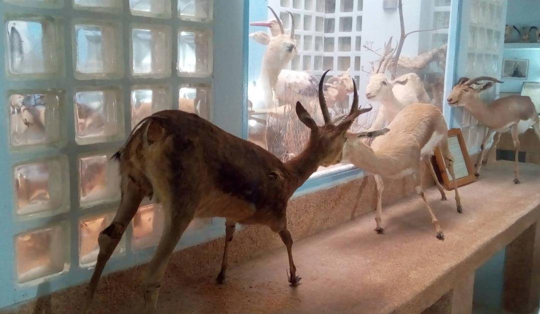 Le Musée de Béni Abbès