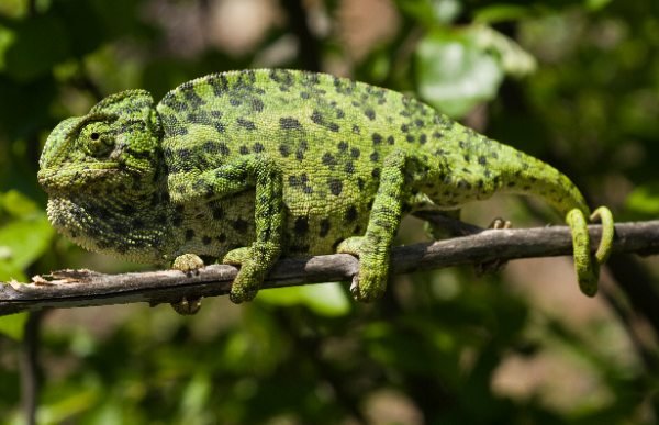 Caméléon observé dans la forêt de M'sila