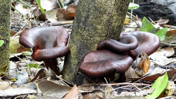 Champignons, Forêt de M'sila
