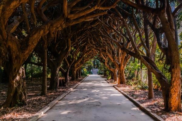Le Jardin d'Essai du Hamma