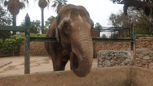 Le Parc Animalier de Mdina Jdida