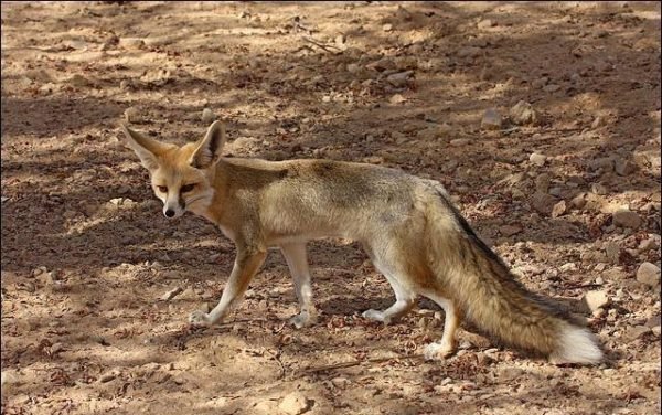 Renard observé dans la forêt de M'sila