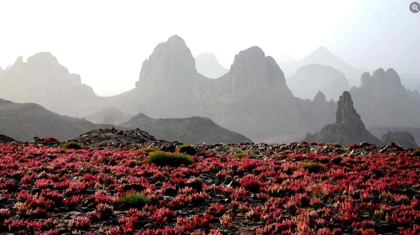 Sur les traces de l’oseille rouge