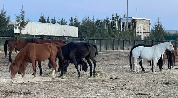 Le Club Équestre l'Étoile de l'Est Constantine
