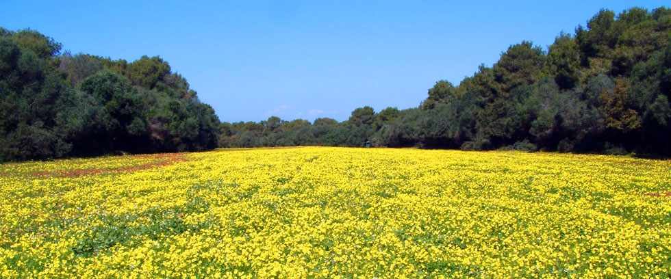 La Foret de la Réserve de chasse de Zéralda