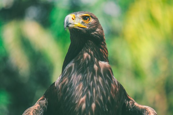 Aigle royal,en berbère Iguidar, en arabe Nasr
