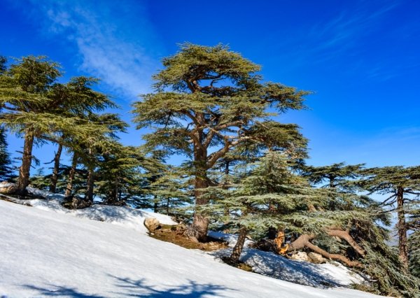 Cèdres, Parc National de Theniet El-Had