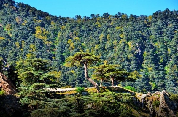 Forêts des Aurès, Wilaya de Batna