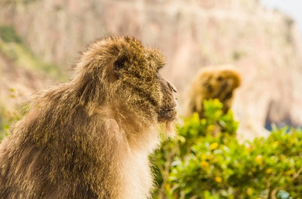 La montagne des singes, Massif du Djurdjura