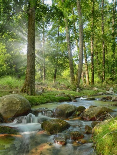 Ruisseau au milieu de la forêt de Tizeghban dans la Wilaya de Skikda