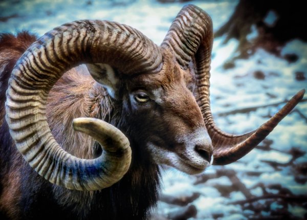 Vieux Mouflon à Manchette, espèce protégée